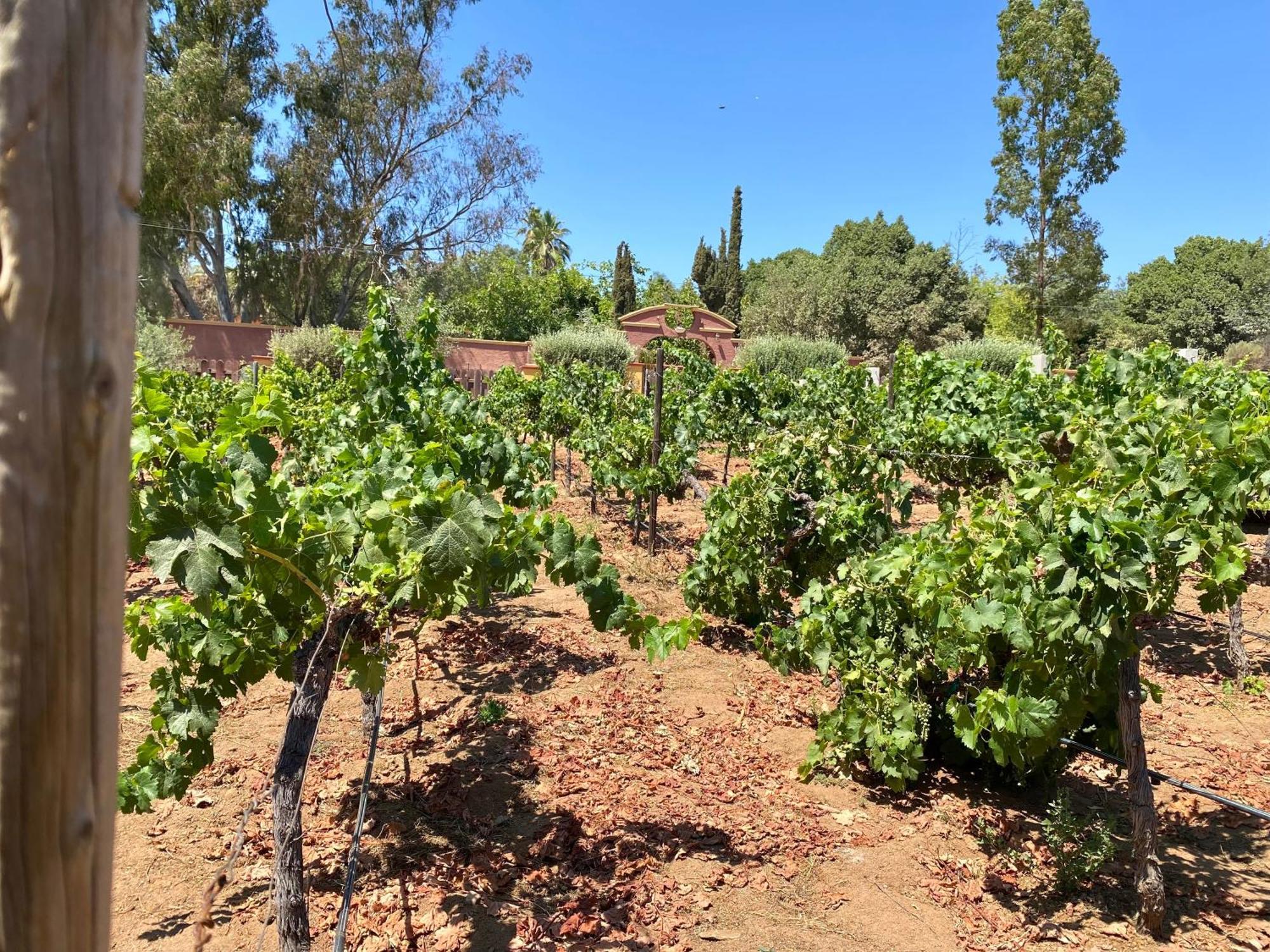 Tierra Mia Hacienda Ruta Del Vino Ξενοδοχείο Valle de Guadalupe Εξωτερικό φωτογραφία