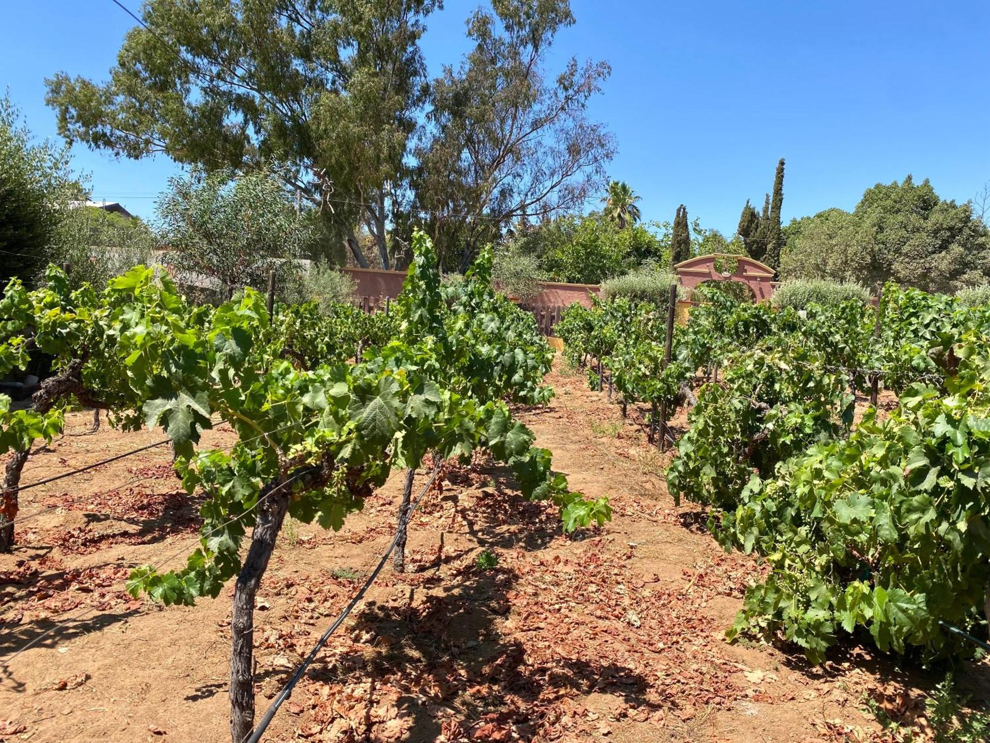 Tierra Mia Hacienda Ruta Del Vino Ξενοδοχείο Valle de Guadalupe Εξωτερικό φωτογραφία